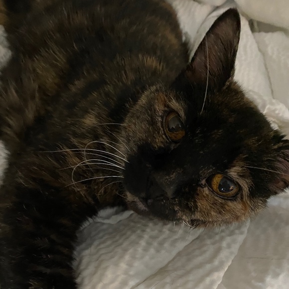 Meet your Posher, Jessica - Picture 1 of 1